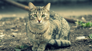 Cat sitting camera blurry background - carlos catasse free wallpaper for desktop
