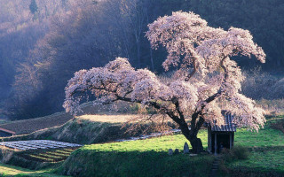 Tree white flowers field building 2 - white flower free wallpaper