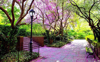 Park bench trees pink flowers - a lamp free wallpaper