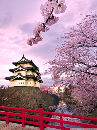 Red fence building cherry blossom - a detailed matte painting free wallpaper