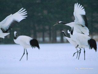 Crow flock over snowy field - a group of birds free wallpaper
