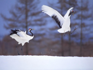 Birds flying snowy field trees - an zhengwen free wallpaper