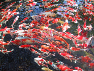 Fish group swimming pond sky - lostfish free wallpaper
