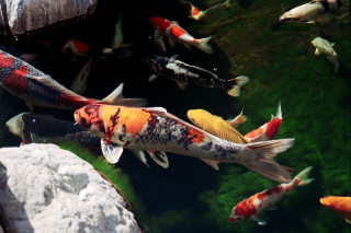 Fish pond rocks grass rockwall - lostfish free wallpaper