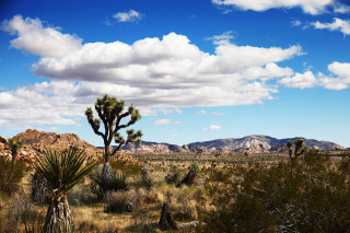 Desert cactus mountains clouds trees - ansel adams free wallpaper
