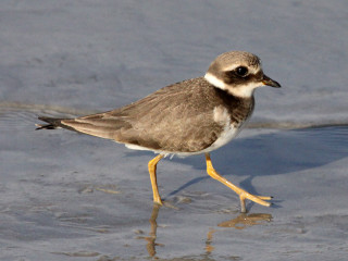 Small bird walking beach water - its leg free wallpaper