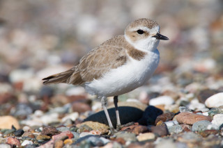 Small bird rocky beach sunny - a rocky beach next free wallpaper