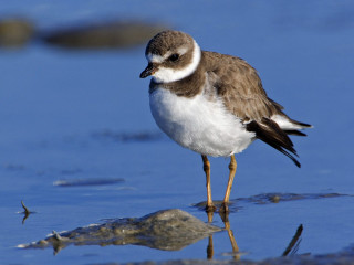 Bird standing beach looking food - bascove free wallpaper