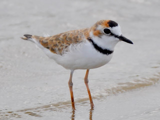 Bird water beach ocean legs - its head in free wallpaper