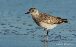 Small bird wet beach ocean - a small bird free wallpaper