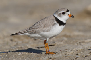 Small bird sandy beach water 2 - an illustration of free wallpaper