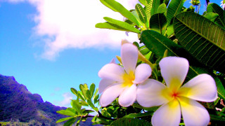 White yellow flower mountain sky - blue sky free wallpaper