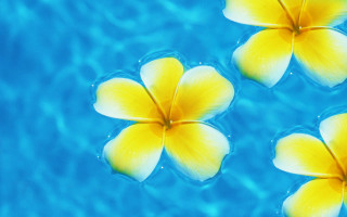 Three yellow flowers blue pool - a blue pool of water free wallpaper