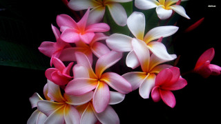 Flowers table vase black background - a table together free wallpaper