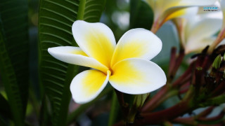 White yellow flower green leaves 2 - derek chittock free wallpaper