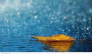 Leaf floating water rain blue - a leaf free wallpaper