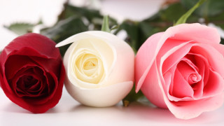 Three roses row white surface - a white surface free wallpaper