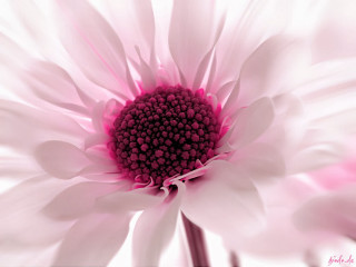 Pink white flower closeup pink - a pink center free wallpaper