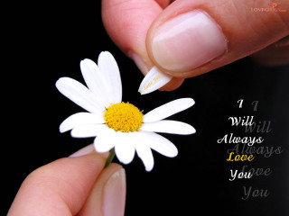 Person holding flower love quote - a person holding free wallpaper