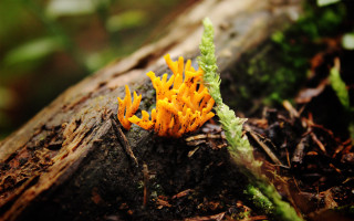 Yellow flower tree stump moss - fluorescent free wallpaper