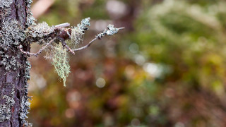 Mossy tree bark bokeh ecological - a blurry background of trees and bushes free wallpaper