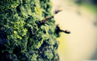 Mossy tree closeup small leaves - side and a blurry background free wallpaper