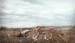 Lion lioness playing flowers grass - surreal photography free wallpaper
