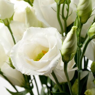 Vase white flowers table window - green leaf free wallpaper