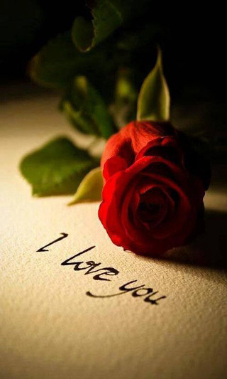 Red rose on paper i - felipe seade free wallpaper
