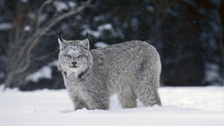 Gray lynx snow trees bushes - carlos catasse free wallpaper for desktop