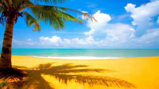 Palm tree shadow beach blue 6 - a shadow free wallpaper
