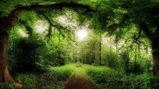 Dirt road surrounded by trees - a dirt road free wallpaper