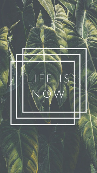 Green plant white frame life - a green plant free wallpaper
