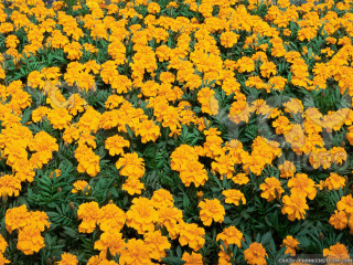 Yellow flowers green leaves blue - yellow flower free wallpaper