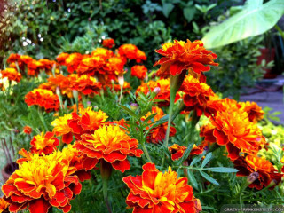 Orange flower forest sunset vibrant - lot free wallpaper