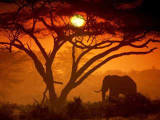 Elephant tree sunset foggy forest 2 - an elephant free wallpaper