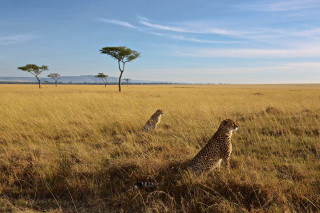 Cheetahs field grass trees blue - tall grass free wallpaper