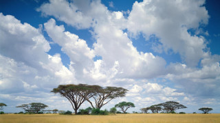 Field trees clouds sky grass - a field of grass below free wallpaper