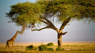 Giraffe tree field grass dirt - a field of grass and dirt free wallpaper