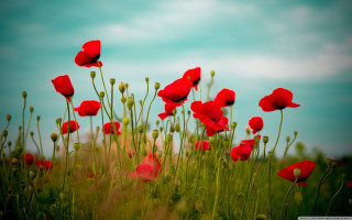 Red flower field sky clouds 2 - a sky background in the background free wallpaper