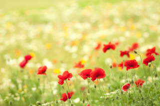 Red yellow flowers green background - flower free wallpaper