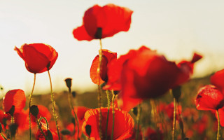 Red flower field sky impressionist - impressionist free wallpaper