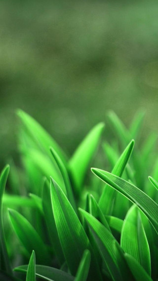 Green grass closeup macro depth - a close up of a bunch free wallpaper