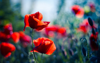 Red flowers blue sky green 2 - a few green leaf free wallpaper