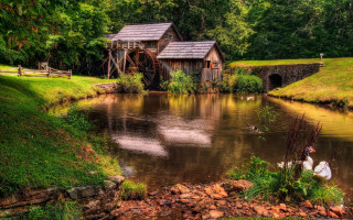 Pond ducks watermill trees grass - tree and grass free wallpaper