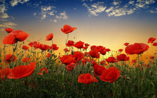 Red flowers sky clouds sunset - red flower free wallpaper