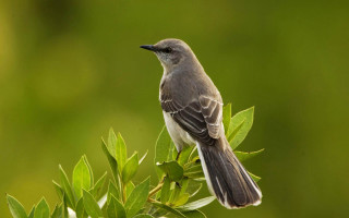 Bird sitting branch tree leaves 4 - clara miller burd free wallpaper