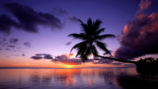 Palm tree silhouette sunset ocean 6 - against a sunset over the ocean free wallpaper