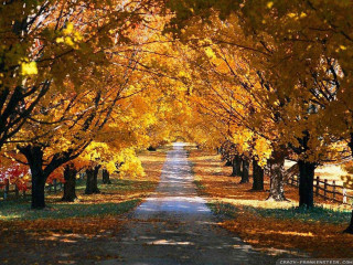 Road lined with trees yellow - a road free wallpaper