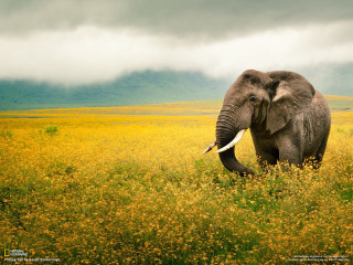 Elephant walking yellow flowers cloudy 2 - an elephant free wallpaper